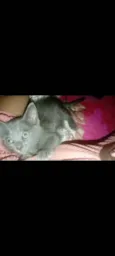 Gata filhote para doação, faço entrega em qualquer lugar do crajubar.