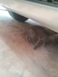 Gata filhote para doação, faço entrega em qualquer lugar do crajubar.