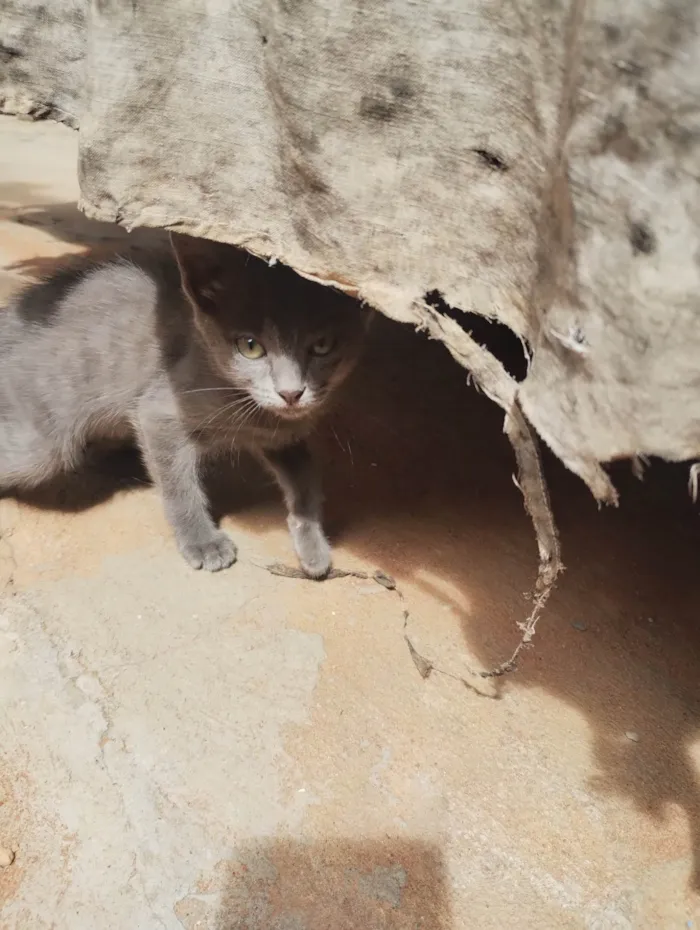Gato ra a SRD-ViraLata idade 2 a 6 meses nome Gata filhote para doação, faço entrega em qualquer lugar do crajubar.