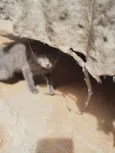 Gata filhote para doação, faço entrega em qualquer lugar do crajubar.