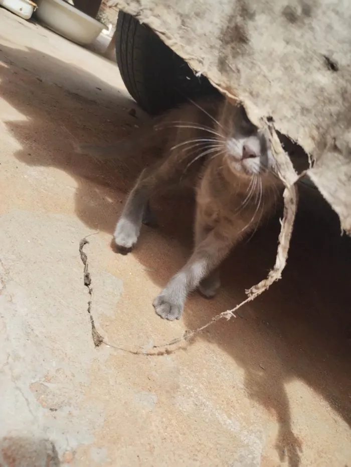 Gato ra a SRD-ViraLata idade 2 a 6 meses nome Gata filhote para doação, faço entrega em qualquer lugar do crajubar.