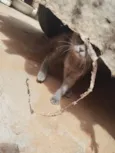 Gata filhote para doação, faço entrega em qualquer lugar do crajubar.