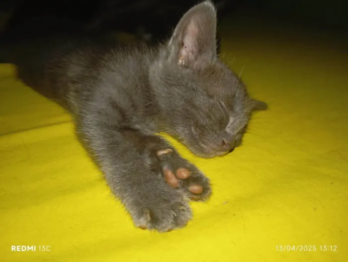 Gato ra a SRD-ViraLata idade 2 a 6 meses nome Gata filhote para doação, faço entrega em qualquer lugar do crajubar.