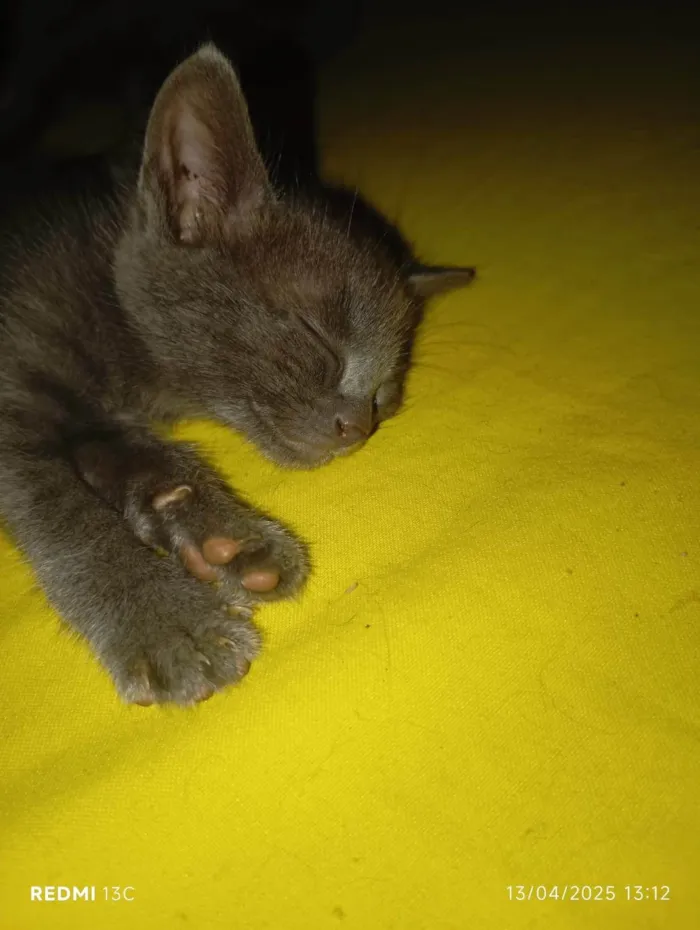 Gato ra a SRD-ViraLata idade 2 a 6 meses nome Gata filhote para doação, faço entrega em qualquer lugar do crajubar.