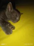 Gata filhote para doação, faço entrega em qualquer lugar do crajubar.
