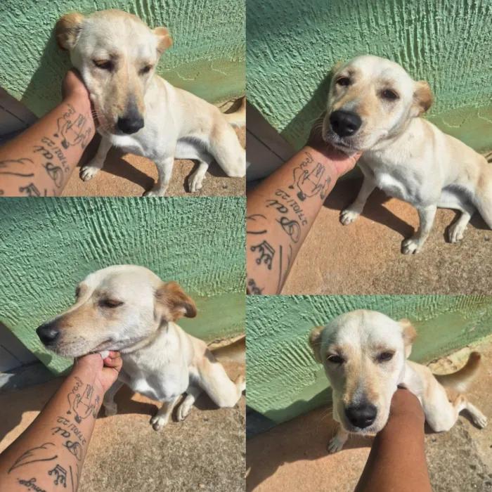 Cachorro ra a SRD-ViraLata idade 2 anos nome Julie 