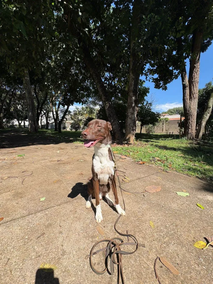 Cachorro ra a SRD-ViraLata idade 2 anos nome Don