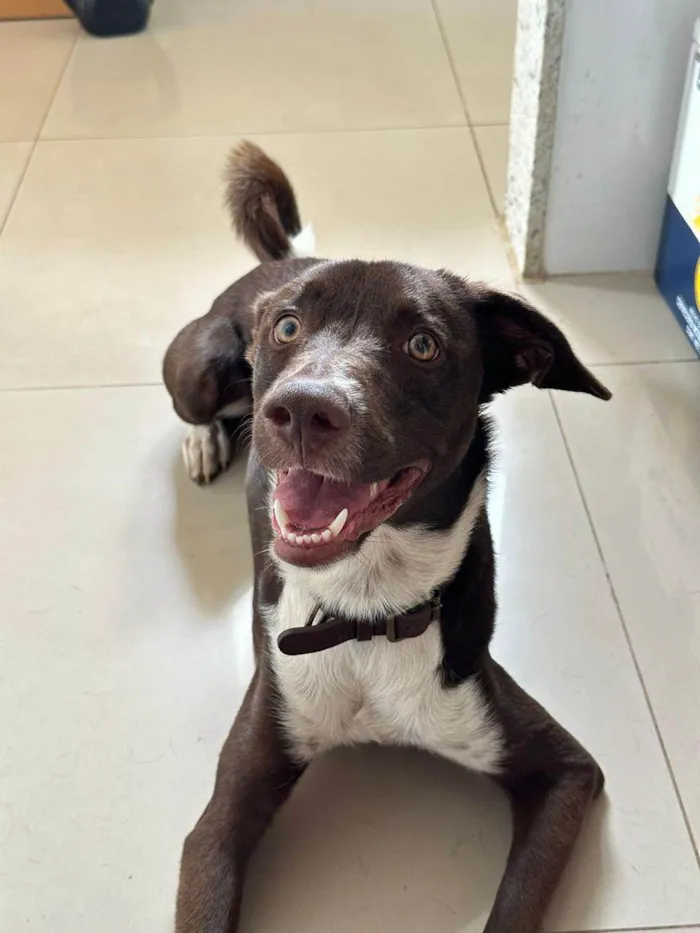 Cachorro ra a SRD-ViraLata idade 2 anos nome Don