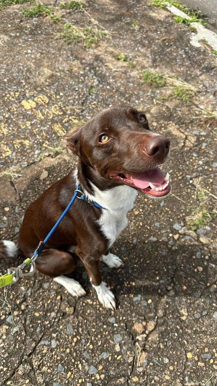 Cachorro ra a SRD-ViraLata idade 2 anos nome Don