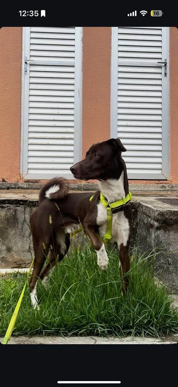 Cachorro ra a SRD-ViraLata idade 2 anos nome Don