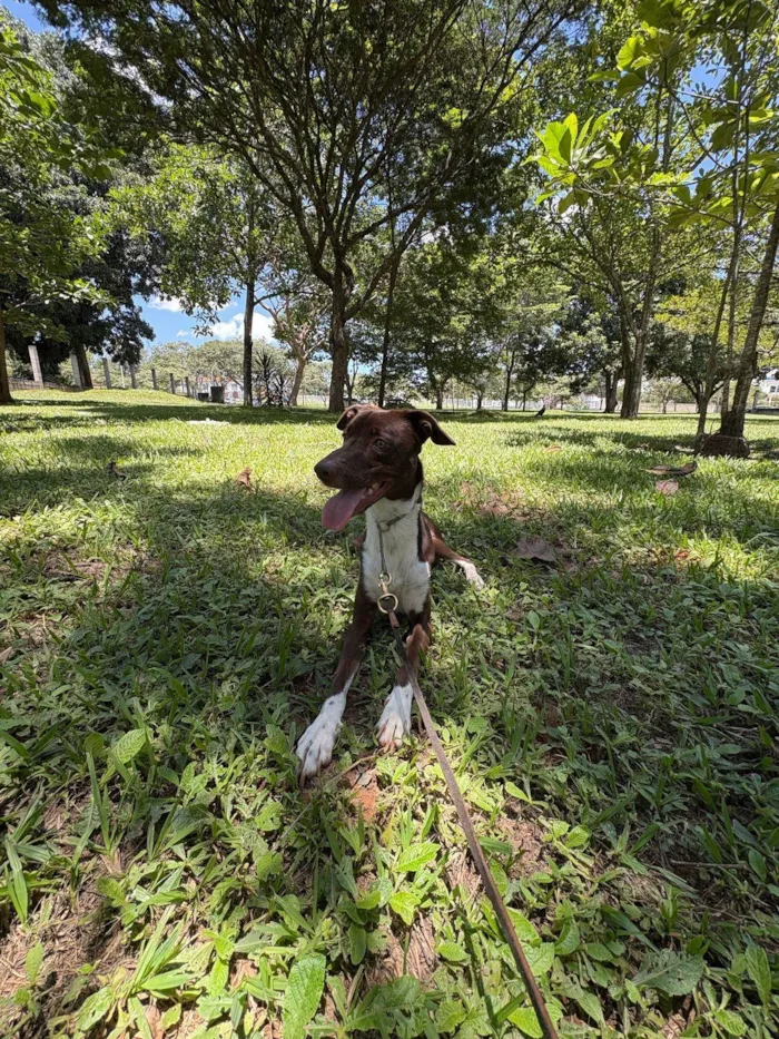 Cachorro ra a SRD-ViraLata idade 2 anos nome Don