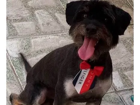 Cachorro ra a SRD-ViraLata idade 4 anos nome Oliver