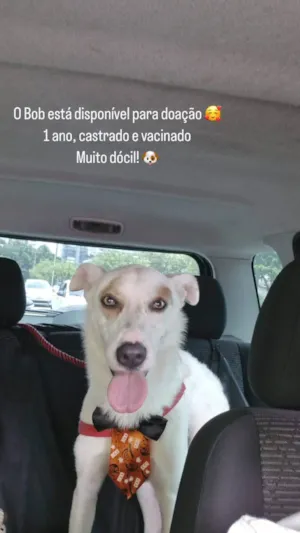 Cachorro raça SRD-ViraLata idade 1 ano nome Bob