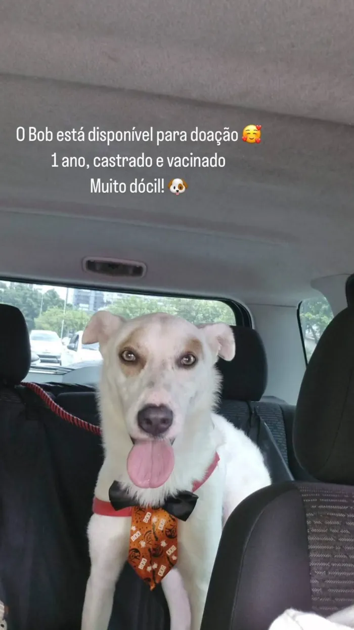 Cachorro ra a SRD-ViraLata idade 1 ano nome Bob