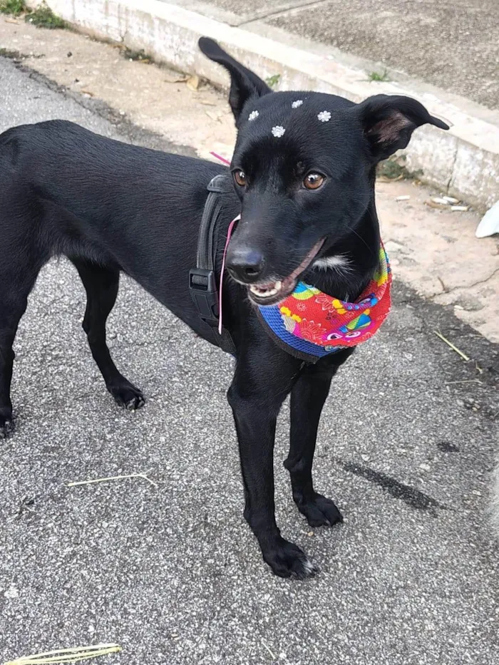 Cachorro ra a SRD-ViraLata idade 7 a 11 meses nome Lyde Lee