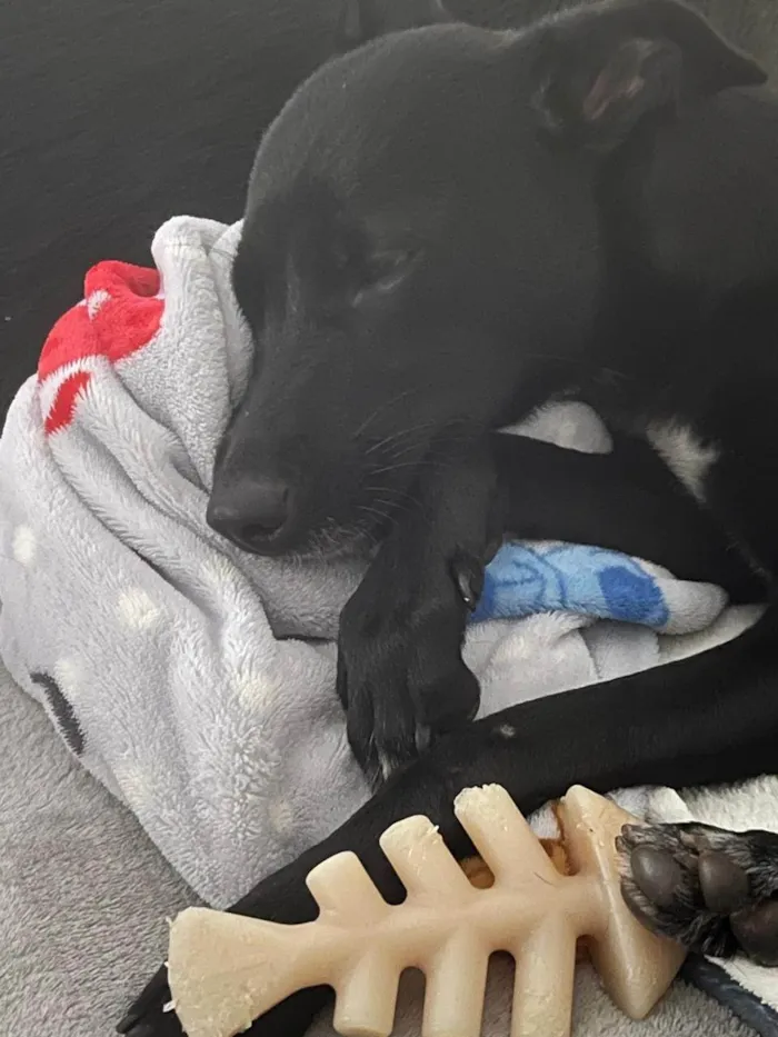 Cachorro ra a SRD-ViraLata idade 7 a 11 meses nome Lyde Lee