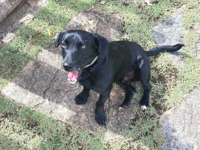 Cachorro ra a SRD-ViraLata idade 2 anos nome Djalma