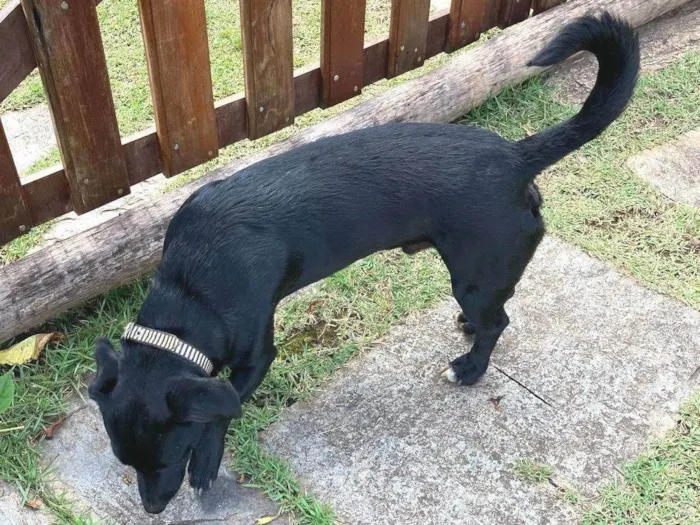 Cachorro ra a SRD-ViraLata idade 2 anos nome Djalma