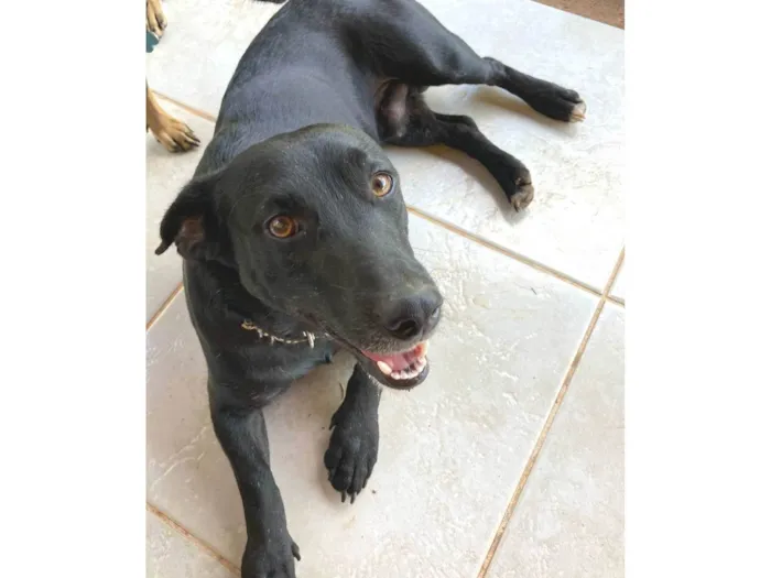 Cachorro ra a SRD-ViraLata idade 2 anos nome Djalma