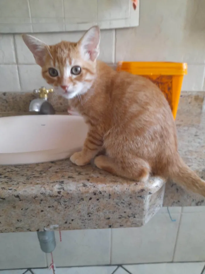 Gato ra a SRD-ViraLata idade 2 a 6 meses nome Phil Collins