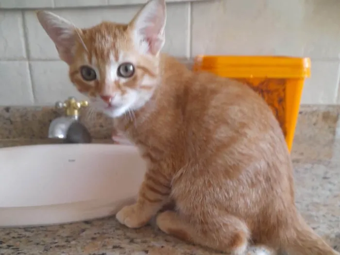 Gato ra a SRD-ViraLata idade 2 a 6 meses nome Phil Collins
