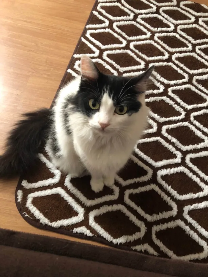 Gato ra a SRD-ViraLata idade 3 anos nome Sofia 