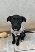 João