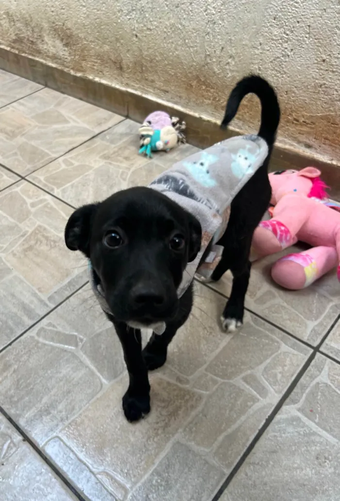 Cachorro ra a SRD-ViraLata idade 2 a 6 meses nome João 