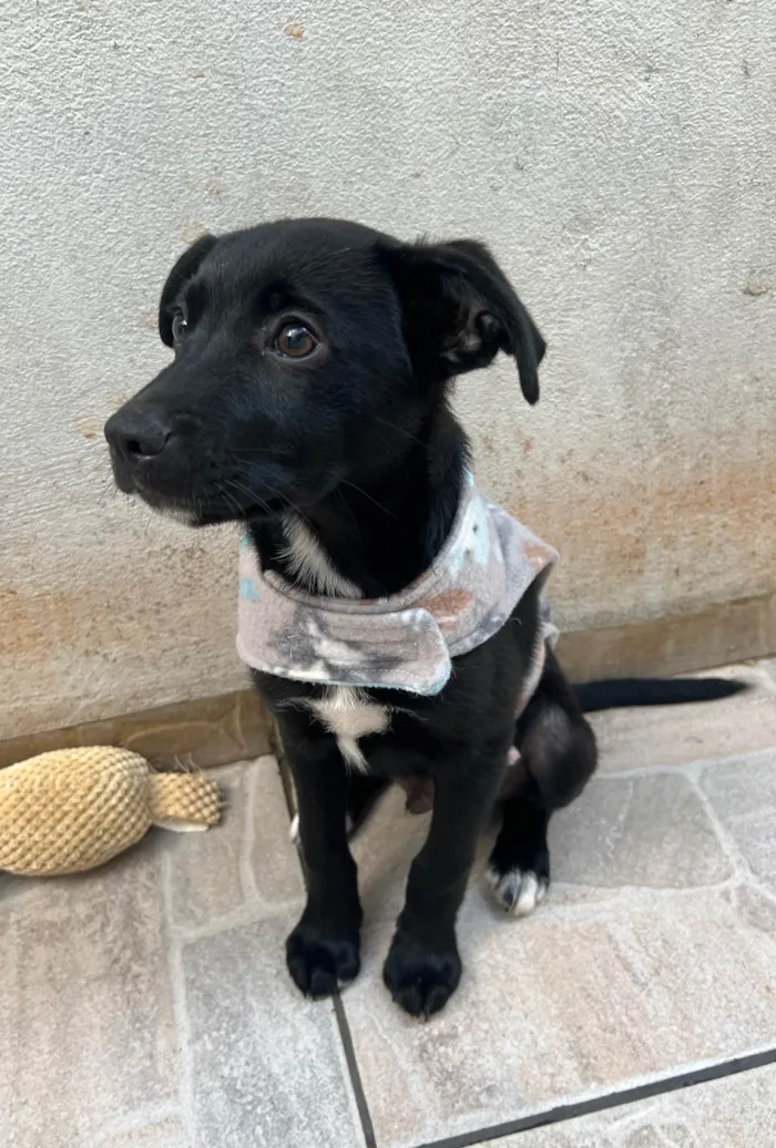 Cachorro ra a SRD-ViraLata idade 2 a 6 meses nome João 