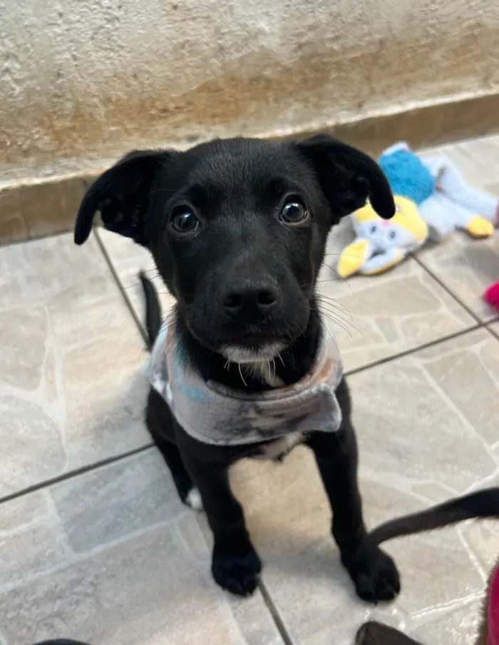 Cachorro ra a SRD-ViraLata idade 2 a 6 meses nome João 
