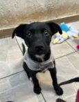 João