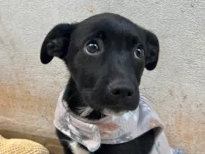 Cachorro raça SRD-ViraLata idade 2 a 6 meses nome João 