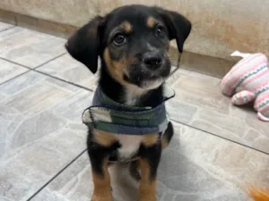 Cachorro raça SRD-ViraLata idade Abaixo de 2 meses nome Donald