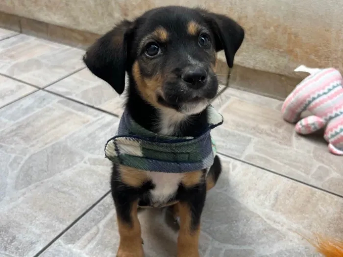 Cachorro ra a SRD-ViraLata idade Abaixo de 2 meses nome Donald