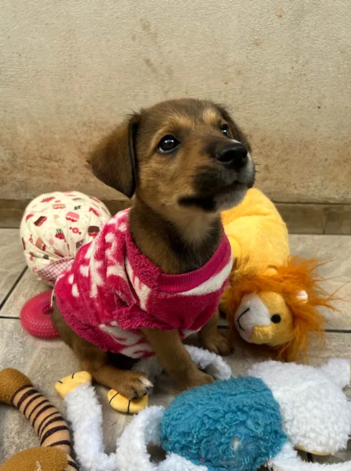 Cachorro ra a SRD-ViraLata idade Abaixo de 2 meses nome Minnie
