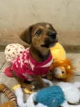 Minnie