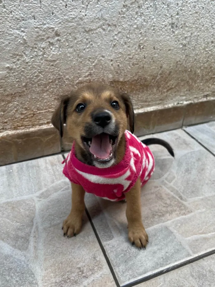 Cachorro ra a SRD-ViraLata idade Abaixo de 2 meses nome Minnie
