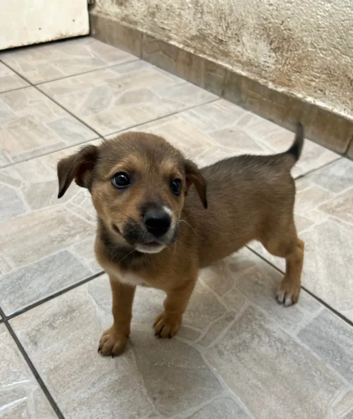 Cachorro ra a SRD-ViraLata idade Abaixo de 2 meses nome Minnie