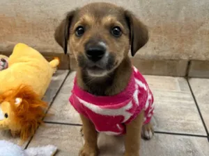 Cachorro raça SRD-ViraLata idade Abaixo de 2 meses nome Minnie