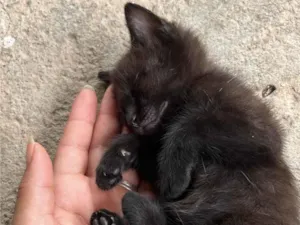 Gato raça SRD-ViraLata idade 2 a 6 meses nome Sem nome 