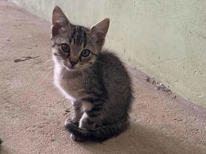 Gato ra a SRD-ViraLata idade 2 a 6 meses nome Sem nome 