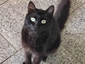 Gato raça SRD-ViraLata idade 7 a 11 meses nome Gato preto