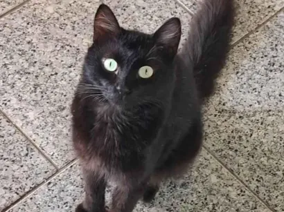 Gato raça SRD-ViraLata idade 7 a 11 meses nome Gato preto