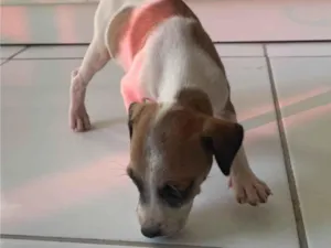 Cachorro raça SRD-ViraLata idade Abaixo de 2 meses nome Branquinha