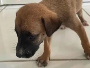 Cachorro raça SRD-ViraLata idade Abaixo de 2 meses nome Marronzinha