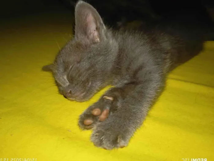 Gato ra a SRD-ViraLata idade 2 a 6 meses nome Gata filhote para doação, faço entrega em qualquer lugar do crajubar.