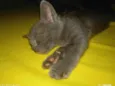 Gata filhote para doação, faço entrega em qualquer lugar do crajubar.