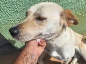 Cachorro raça SRD-ViraLata idade 2 anos nome Julie 