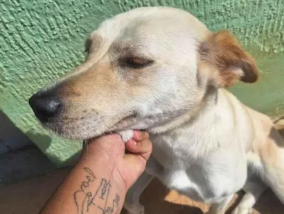Cachorro raça SRD-ViraLata idade 2 anos nome Julie 
