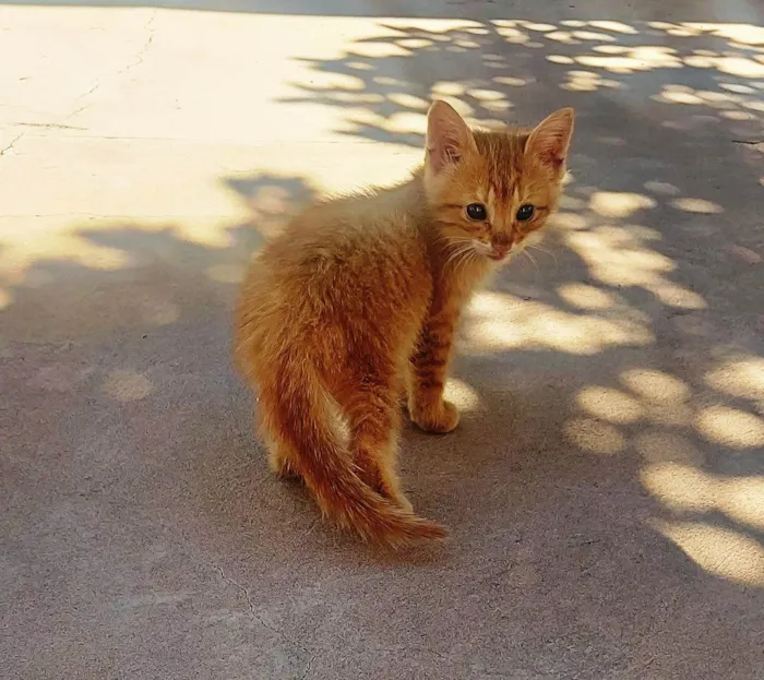 Gato ra a SRD-ViraLata idade Abaixo de 2 meses nome Ainda não tem nome.